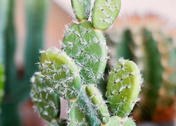 Center Design - Schlossberg View - Casa Momo *